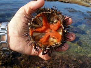 Santa Marinella – Guardia costiera salva 1500 ricci di mare e sanziona pescatore abusivo