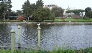 Roma – Donna di 63 anni scivola nel laghetto e muore davanti ai figli