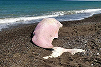 Capodogli spiaggiati, per un terzo la causa &egrave; la plastica