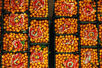 Cassette per l&rsquo;ortofrutta, avviate al riciclo pi&ugrave; del 70%