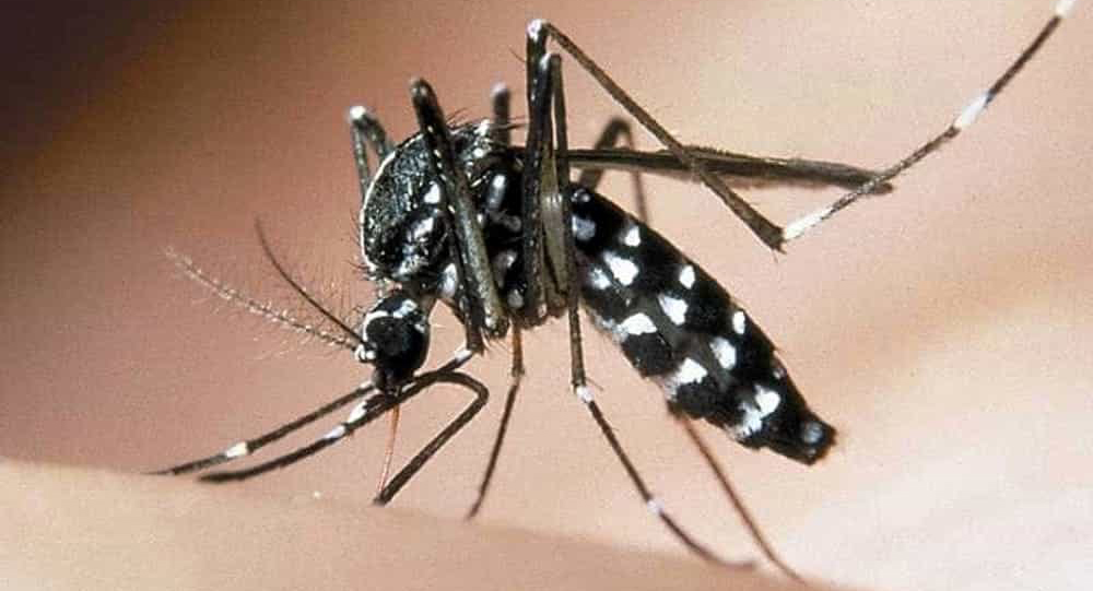 Parte il piano di disinfestazione contro le zanzare nel territorio