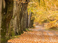 Terra pi&ugrave; verde: merito di India e Cina