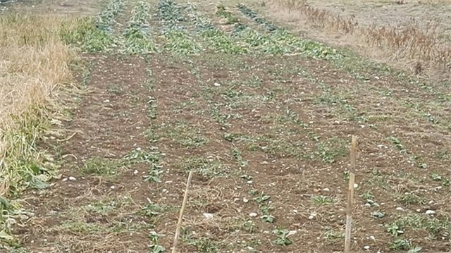 Alternanza, l&rsquo;86% degli studenti vorrebbe provare in un&rsquo;azienda agricola