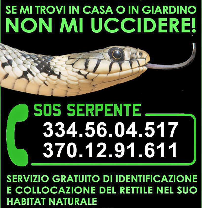 Servizio gratuito di identificazione e recupero dei serpenti