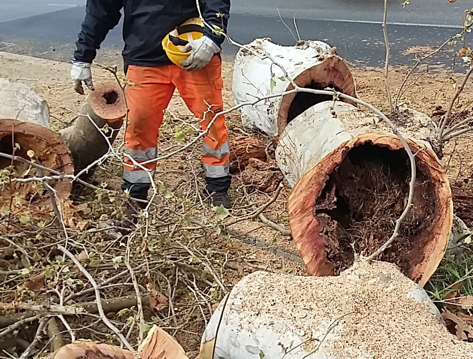 ''Interventi solo su alberi pericolosi che saranno ripiantumati''