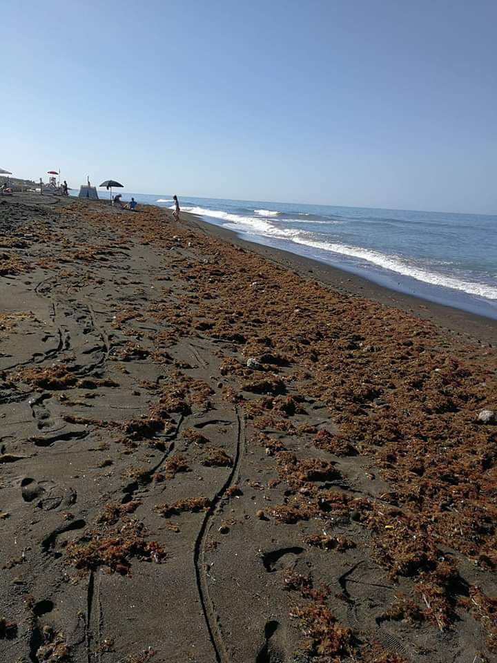 &laquo;Spiagge ''invase'' dalla Posidonia, argine contro l'erosione&raquo;