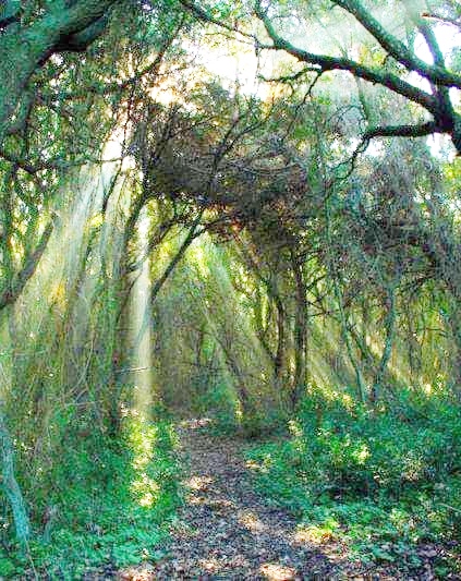 Un matrimonio dentro al bosco