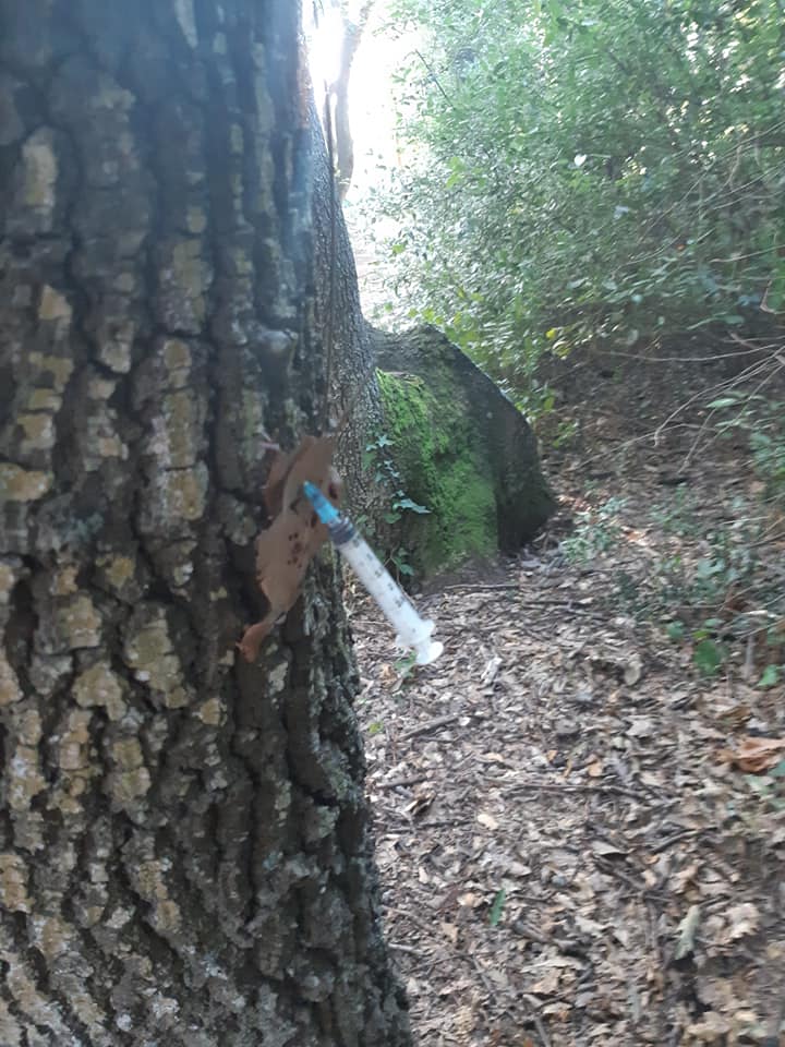 Ladispoli, siringhe al bosco di Palo