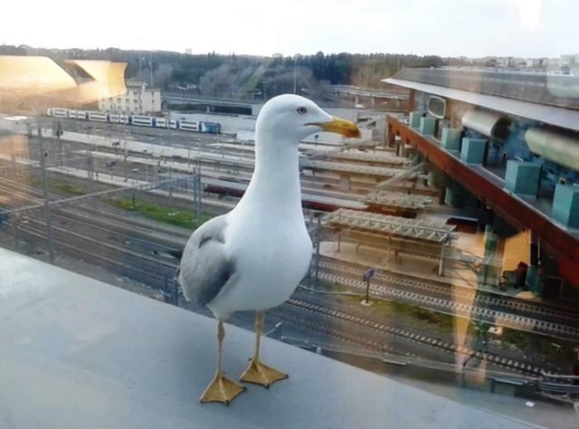 Gabbiano stazione Tiburtina (foto Rosario Sasso)