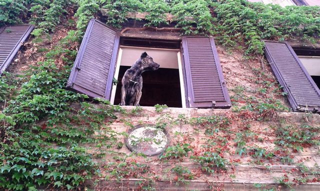 Un cane d'alto rango (foto Rosario Sasso)