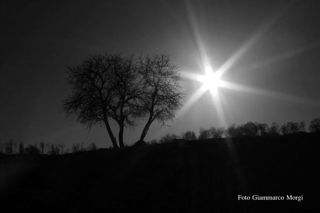 Albero della luce (foto Giammarco Morgi)