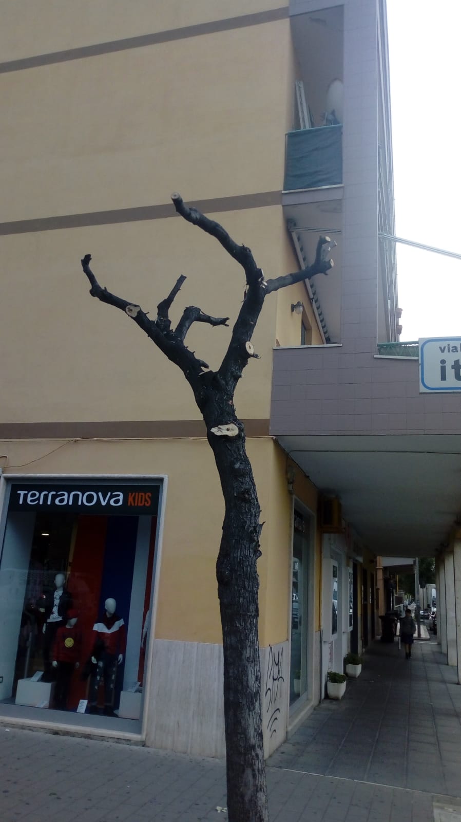 &laquo;Non sono potature ma capitozzature&raquo;