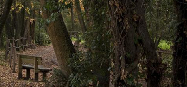 Ladispoli, oggi riapre il bosco di Palo