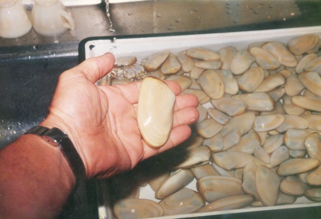 Tellina gigante (foto gentilmente concessa da Lillo Cupellari)