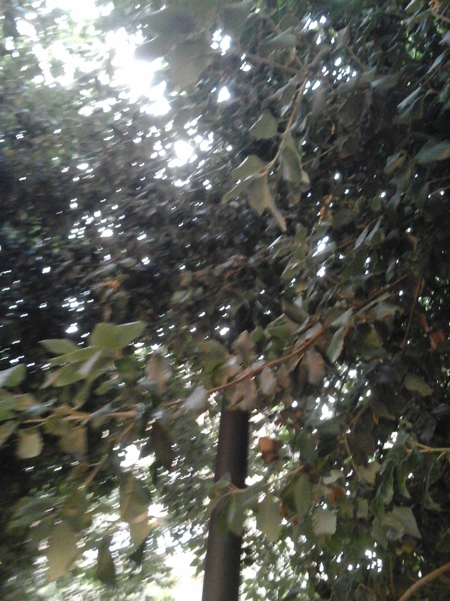 Viale Italia si rif&agrave; il look