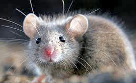 Topi in classe: via alla derattizzazione del plesso in via Castel Giuliano