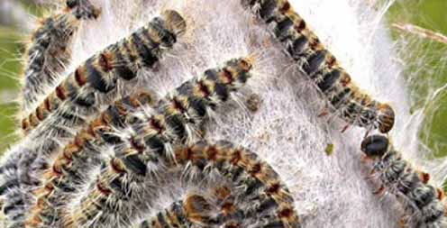 Via al trattamento anti-processionaria nel territorio