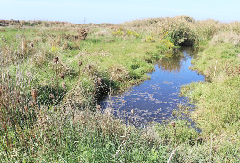 In arrivo dalla Regione 30mila euro per Torre Flavia