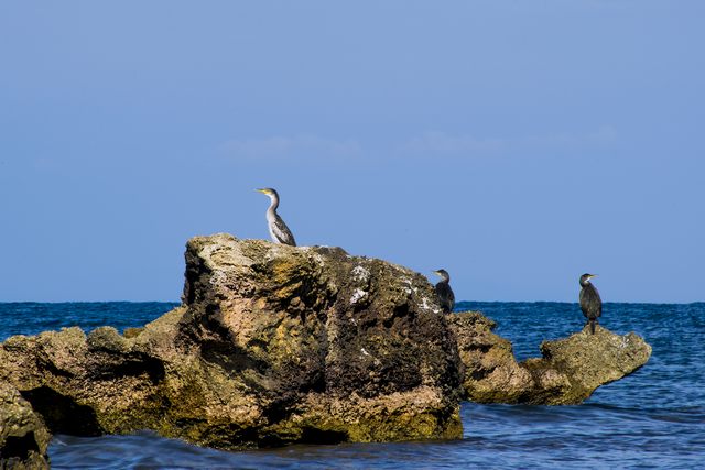 Fauna alla frasca (foto Antonio La Malfa)