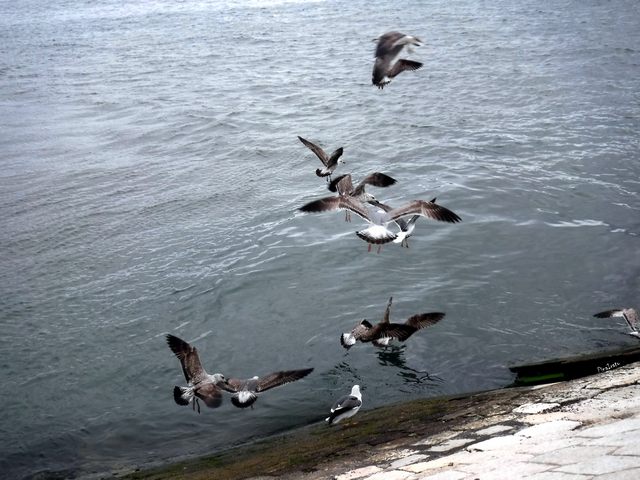 Gabbiani sull'Atlantico (foto Pina Irato)