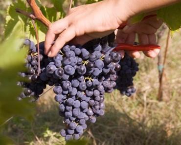 La vendemmia 2015 sarà quella della ripresa