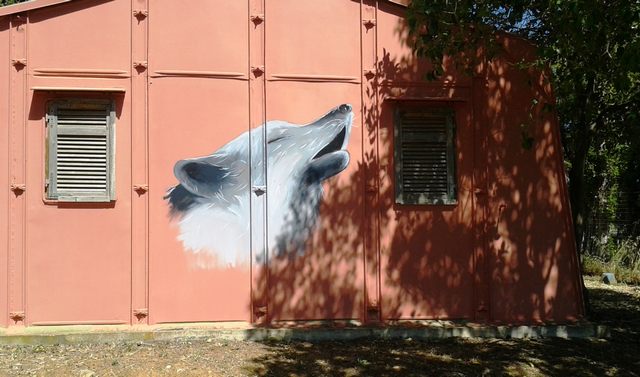 Il lupo degli scout (foto Rosario Sasso)
