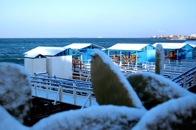 Cactus e neve (foto Nicola Primiero)
