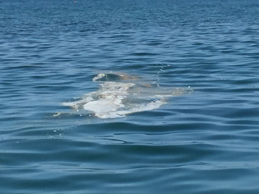 Ladispoli: chiazze a mare, controlli di Guardia Costiera e Arpa Lazio