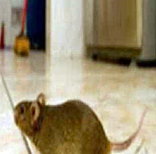 Focene, scuola chiusa per topi