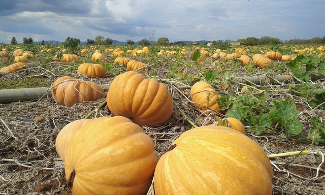 Zucche (foto Rosario Sasso)