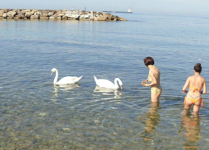 Colpo d'occhio alla Marina: due cigni incantano i bagnanti