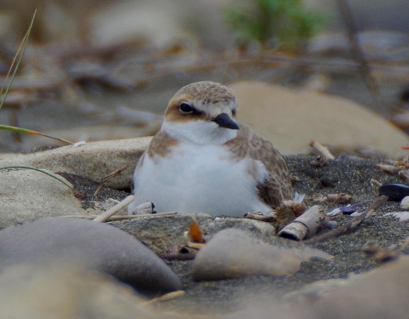 ''Jovanotti sposti i concerti a Torre Flavia e a Fermo''