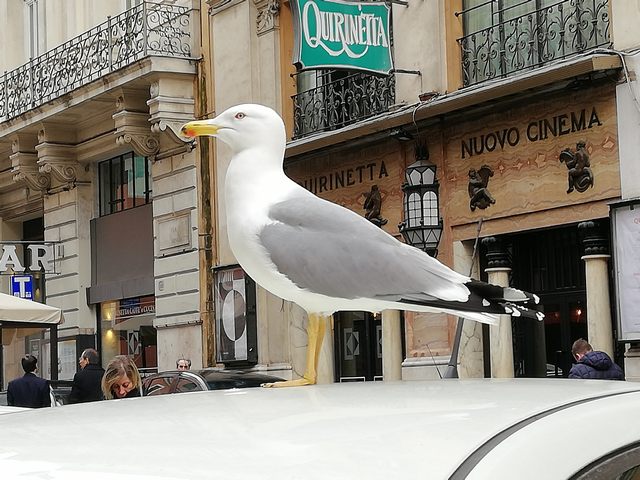 Fauna urbana ben adattatasi (foto Gianfranco Nitti)