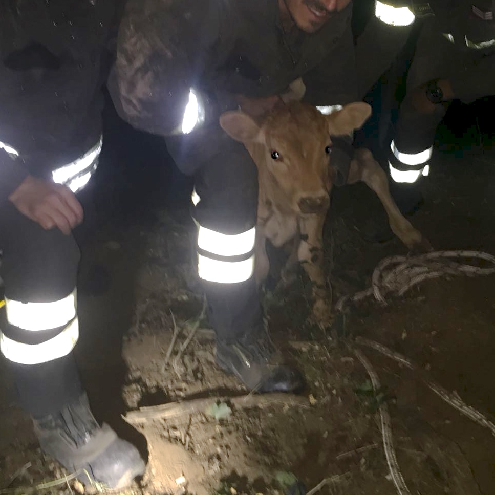 Vitello precipita in un burrone di cinque metri: salvato dai Vigili del fuoco