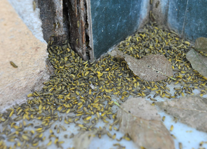 Via Cialdi invasa dai vermi