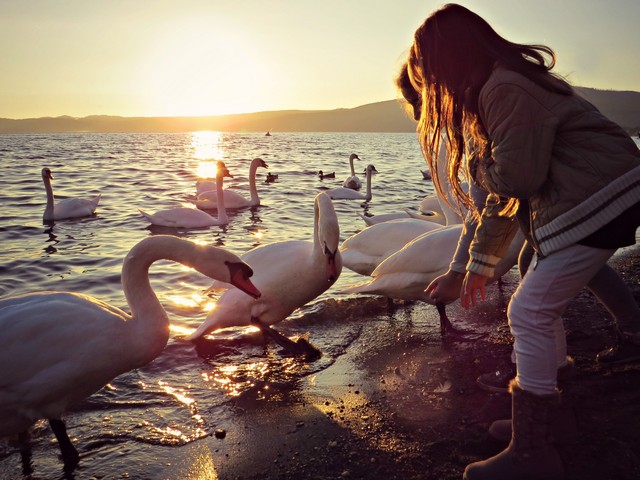 Al lago con i cigni (foto Monica Volpi)