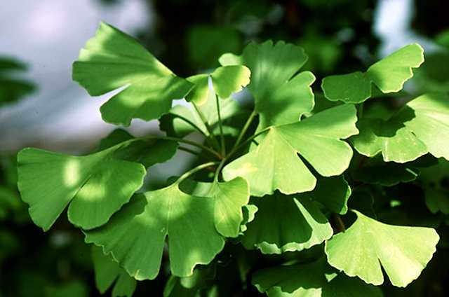 Erbe in medicina: i benefici di ginko e uva