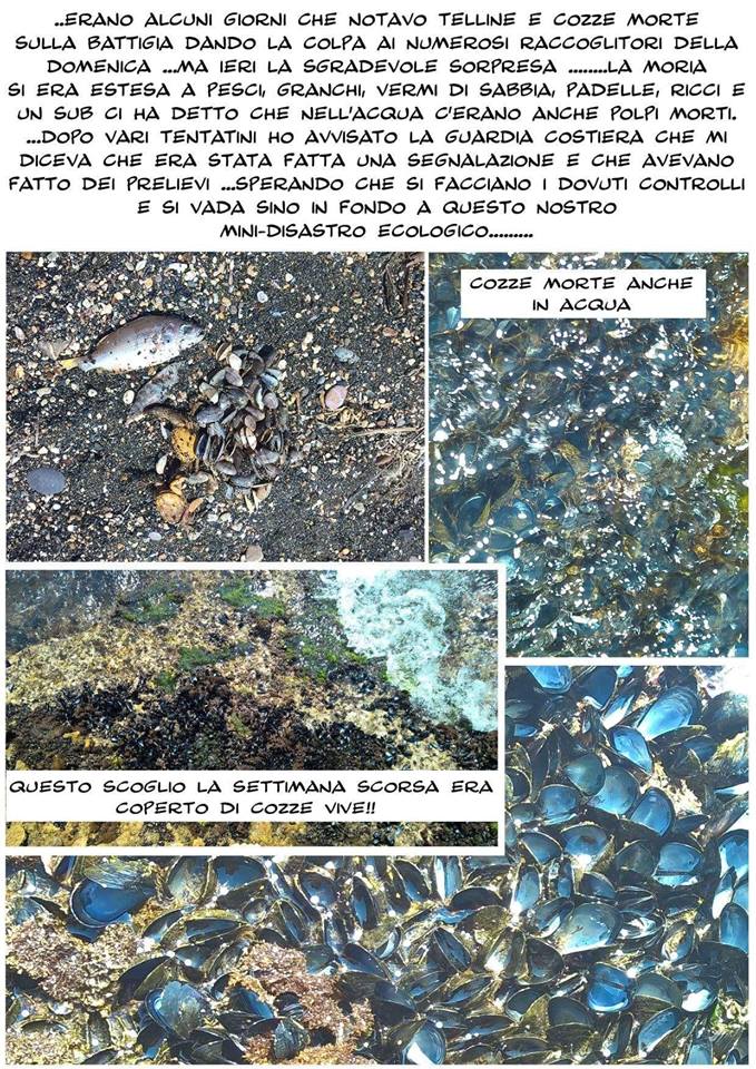 ''Ladispoli, fermate la moria di pesci e cozze in mare''