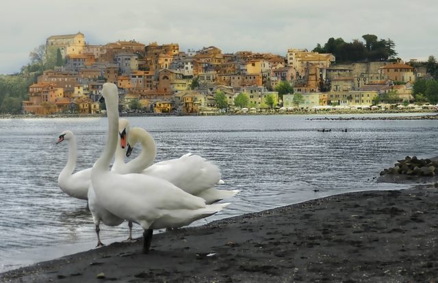 I cigni (foto Mauro Mari)