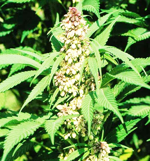 Un mare… di canapa