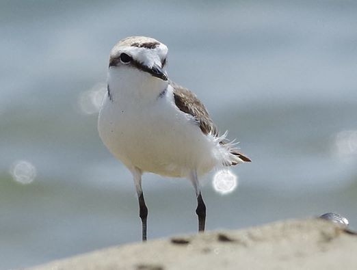 Torre Flavia, &ldquo;razziati&rdquo; i nidi dei fratini