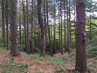 In Umbria gli &lsquo;&lsquo;alberi parlanti&rsquo;&rsquo;
