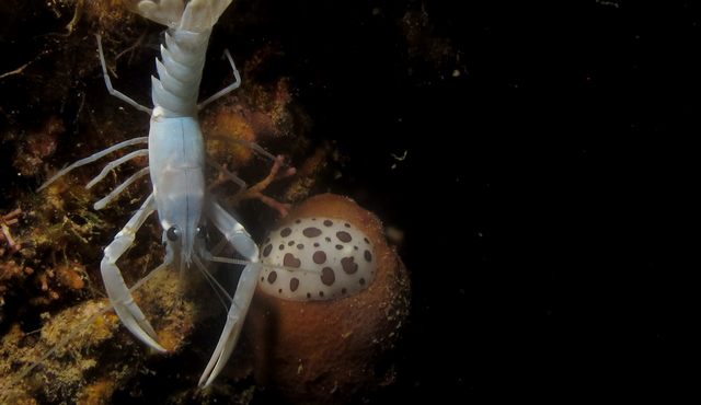 Mare e poesia, studenti delle&nbsp;medie nel progetto dell&rsquo;Assopaguro