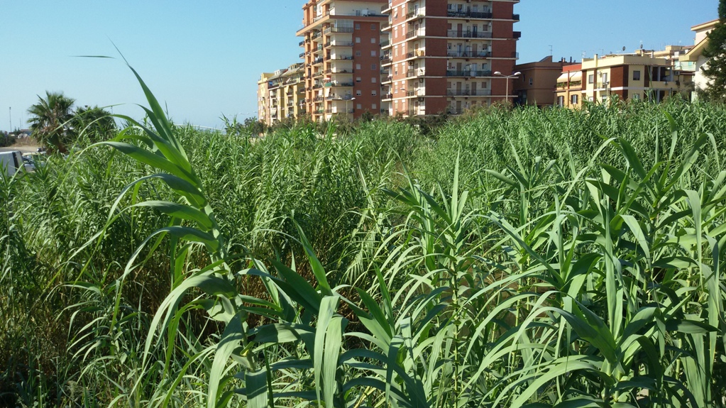 Ladispoli, sul fosso canne e sterpaglie alte anche due metri