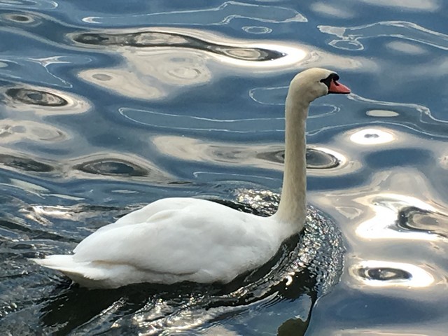 Il cigno e i giochi d'acqua (foto Adalberto Bencini)