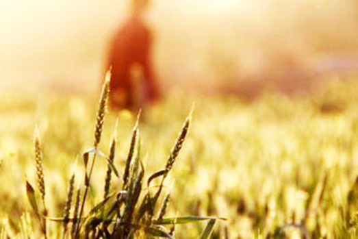 Suoli contaminati, allarme globale