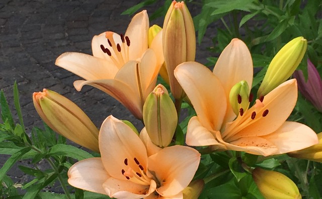 Fiori di Andalo (foto Adalberto Bencini)