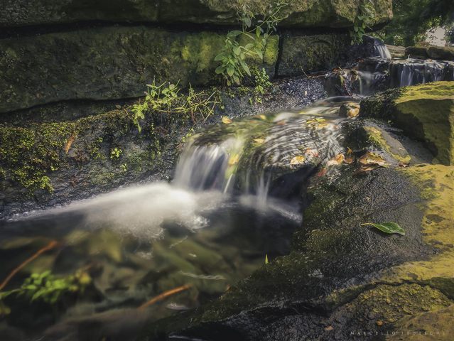 Nella quiete del bosco (foto Marcello Tedeschi)