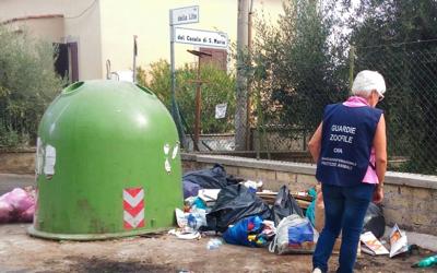 Roma, orrore a Pantano: trovato cane bruciato con zampe amputate