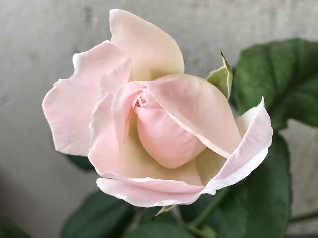 Rosa rosa (foto Adalberto Bencini)